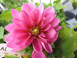 Dahlinova Lisa Dark Pink Dahlia (Dahlia 'Dahlinova Lisa Dark Pink') at Lakeshore Garden Centres