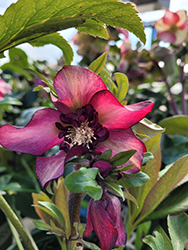 Cascade Blush Hellebore (Helleborus 'Monobyrn1') at Lakeshore Garden Centres