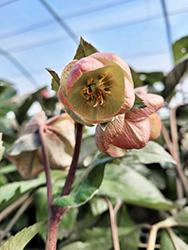 HGC Ice N' Roses Bianco Hellebore (Helleborus 'COSEH 5500') at Lakeshore Garden Centres