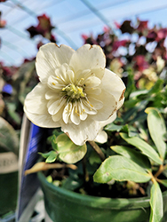 Winter Dreams Double Fantasy Hellebore (Helleborus niger 'Double Fantasy') at Lakeshore Garden Centres