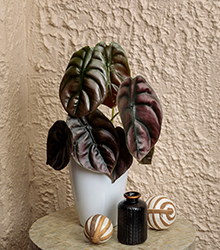 Mythic Red Secret Jewel Alocasia (Alocasia cuprea 'Red Secret') at Golden Acre Home & Garden