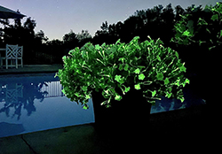 Firefly Petunia (Petunia 'Firefly') at Lakeshore Garden Centres