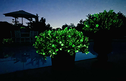 Firefly Petunia (Petunia 'Firefly') at Lakeshore Garden Centres