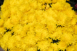 Zinger Yellow Chrysanthemum (Chrysanthemum 'Zinger Yellow') at Lakeshore Garden Centres