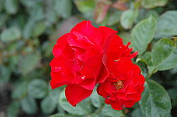 Bernhard Daneke Rose (Rosa 'Bernhard Daneke') at Lakeshore Garden Centres