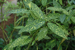 Gold Spot Aucuba (Aucuba japonica 'Gold Spot') at Lakeshore Garden Centres