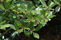 Japanese Cleyera (Cleyera japonica) at Lakeshore Garden Centres
