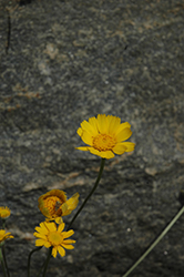Angelita Daisy (Hymenoxys acaulis) at Lakeshore Garden Centres