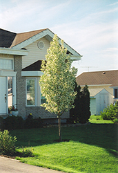 Strathmore Flowering Crab (Malus 'Strathmore') at Lakeshore Garden Centres