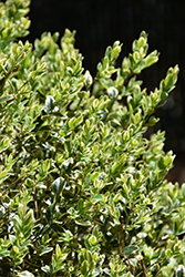 Emerald Moon Boxwood (Buxus sempervirens 'Variegata') at Lakeshore Garden Centres
