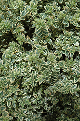 Emerald Moon Boxwood (Buxus sempervirens 'Variegata') at Lakeshore Garden Centres