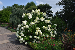 Low Tide Hydrangea (Hydrangea paniculata 'Silver Dollar') at Lakeshore Garden Centres