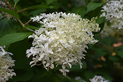 Tidal Wave Hydrangea (Hydrangea paniculata 'Phantom') at Lakeshore Garden Centres