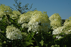 Tidal Wave Hydrangea (Hydrangea paniculata 'Phantom') at Lakeshore Garden Centres
