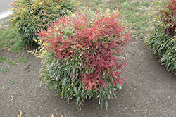 All-A-Glow Dwarf Nandina (Nandina domestica 'Burgundy Wine') at Lakeshore Garden Centres