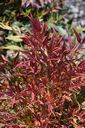 All-A-Glow Dwarf Nandina (Nandina domestica 'Burgundy Wine') at Lakeshore Garden Centres