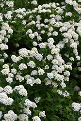 White Frost Spirea (Spiraea betulifolia 'Tor') at Lakeshore Garden Centres