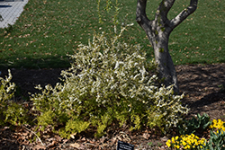 Gold Thread Spirea (Spiraea thunbergii 'Ogon') at Lakeshore Garden Centres