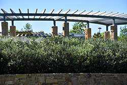 Pineapple Guava (Feijoa sellowiana) at Lakeshore Garden Centres
