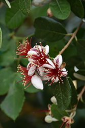 Pineapple Guava (Feijoa sellowiana) at Lakeshore Garden Centres