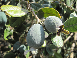 Pineapple Guava (Feijoa sellowiana) at Lakeshore Garden Centres