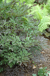 James Compton Black Snakeroot (Actaea racemosa 'James Compton') at Golden Acre Home & Garden