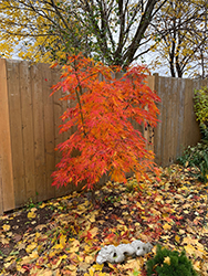 Elegans Japanese Maple (Acer palmatum 'Elegans') at Lakeshore Garden Centres