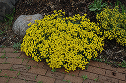 Gold Dust Basket Of Gold (Aurinia saxatilis 'Compacta') at Lakeshore Garden Centres