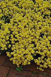 Gold Dust Basket Of Gold (Aurinia saxatilis 'Compacta') at Lakeshore Garden Centres