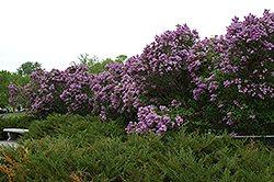 Fragrant Bouquet Lilac (Syringa vulgaris 'Fragrant Bouquet') at Lakeshore Garden Centres