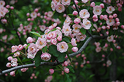 Bechtel's Flowering Crab (Malus ioensis 'Bechtel's') at Lakeshore Garden Centres