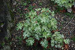 Frosty Coral Bells (Heuchera sanguinea 'Frosty') at Lakeshore Garden Centres