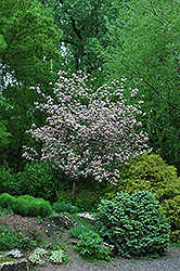 Bechtel's Flowering Crab (Malus ioensis 'Bechtel's') at Lakeshore Garden Centres