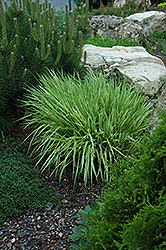 Variegated Moor Grass (Molinia caerulea 'Variegata') at Peter Knippel Garden Centre