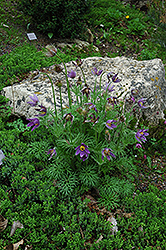 Pasqueflower (Pulsatilla vulgaris) at Golden Acre Home & Garden