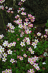 Toyo Yatsubusa Saxifrage (Saxifraga x arendsii 'Toyo Yatsubusa') at Lakeshore Garden Centres