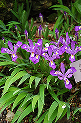 Merle's Ruby Crested Iris (Iris cristata 'Merle's Ruby') at Lakeshore Garden Centres