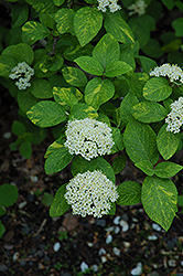 Variegated Wayfaring Tree (Viburnum lantana 'Variegatum') at Lakeshore Garden Centres
