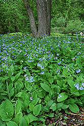 Virginia Bluebells (Mertensia virginica) at Mainescape Nursery