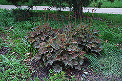 Silver Streak Foamy Bells (Heucherella 'Silver Streak') at Lakeshore Garden Centres
