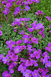 Bengal Rock Cress (Aubrieta 'Bengal') at Lakeshore Garden Centres