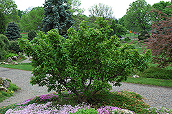 Emerald Elf Amur Maple (Acer ginnala 'Emerald Elf') at Lakeshore Garden Centres