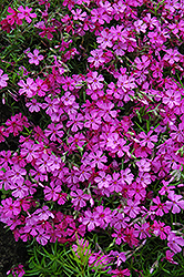 Apple Blossom Moss Phlox (Phlox subulata 'Apple Blossom') at Lakeshore Garden Centres
