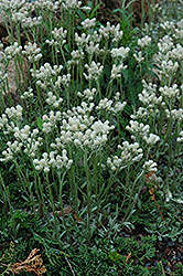 Pussytoes (Antennaria dioica) at Lakeshore Garden Centres