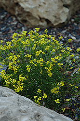 Bryoides Whitlow Grass (Draba rigida 'var. bryoides') at Lakeshore Garden Centres
