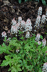 Pink Brushes Foamflower (Tiarella 'Pink Brushes') at Lakeshore Garden Centres