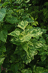 Dappled Dawn Lilac (Syringa vulgaris 'Dappled Dawn') at Lakeshore Garden Centres