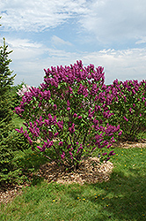 Ludwig Spaeth Lilac (Syringa vulgaris 'Ludwig Spaeth') at Golden Acre Home & Garden