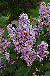 Edward Andre Lilac (Syringa vulgaris 'Edward Andre') at Lakeshore Garden Centres