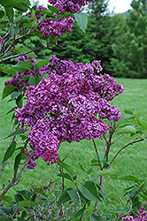 Mrs. W.E. Marshall Lilac (Syringa vulgaris 'Mrs. W.E. Marshall') at Lakeshore Garden Centres